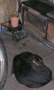 A Black street dog next to Birenders kerosene run cooking stove