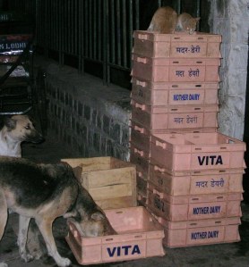 The cats and dogs feeding in milk crates next to Milk Booth