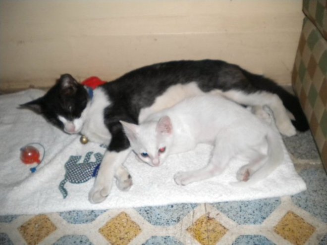 Kitty and Bitty_Photo Courtesy: PAWS