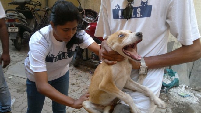 Photo clicked by Vasudha Mehta_Jaagruti during Kharegaon Street Dog Anti-Rabies Vaccination Camp