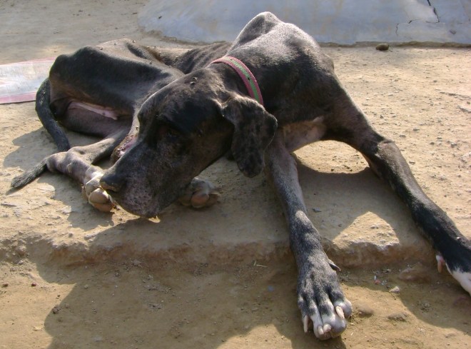 Photo copyright: 'Jaagruti'