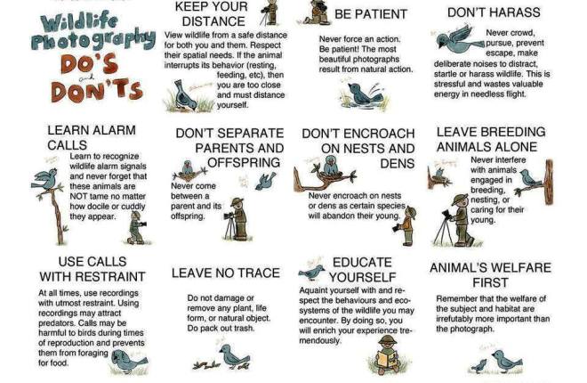 Do's and Dont's while doing Wildlife Photography (courtesy: http://www.birdwatch.ph, Wild Bird Club of the Philippines)
