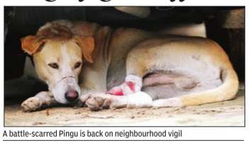 Pingu brave mute street dog in Vasant Kunj_TOI_14_08_2015_014_040_011